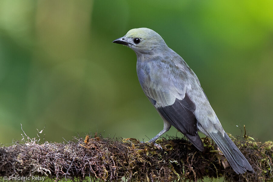 Palm Tanager