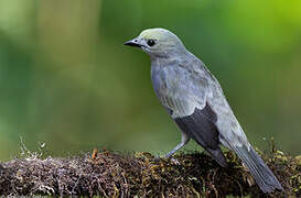 Palm Tanager