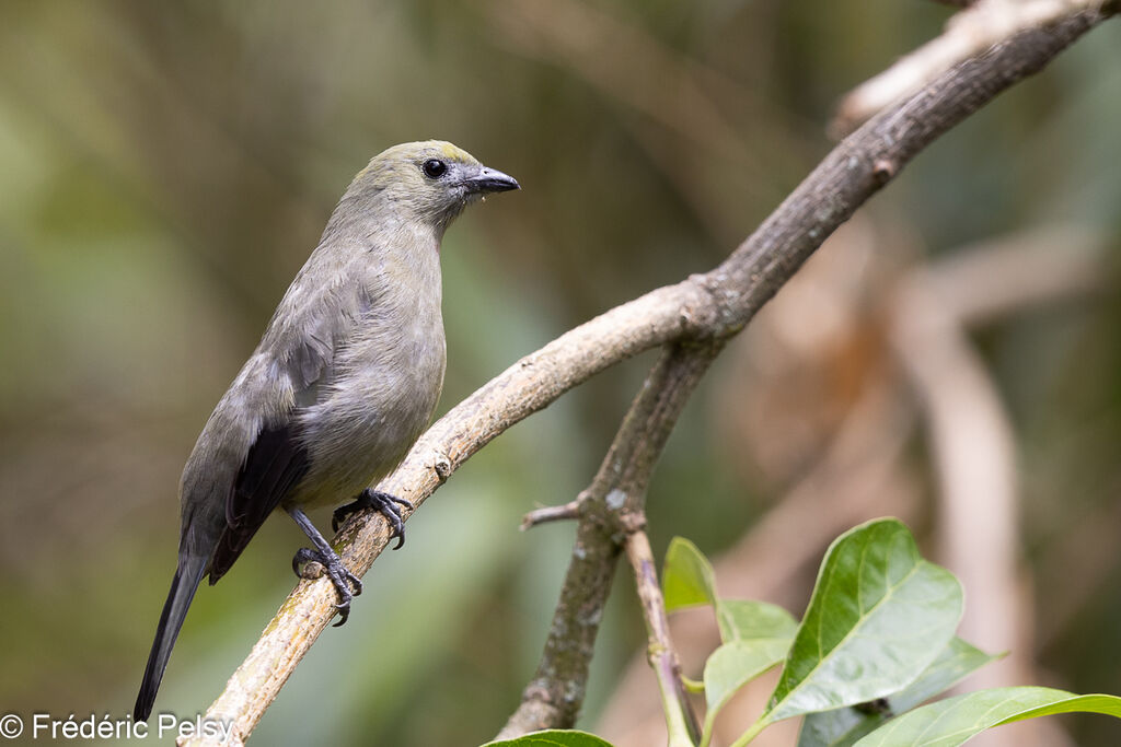 Palm Tanager