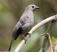 Palm Tanager