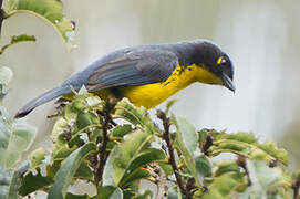 Santa Marta Mountain Tanager