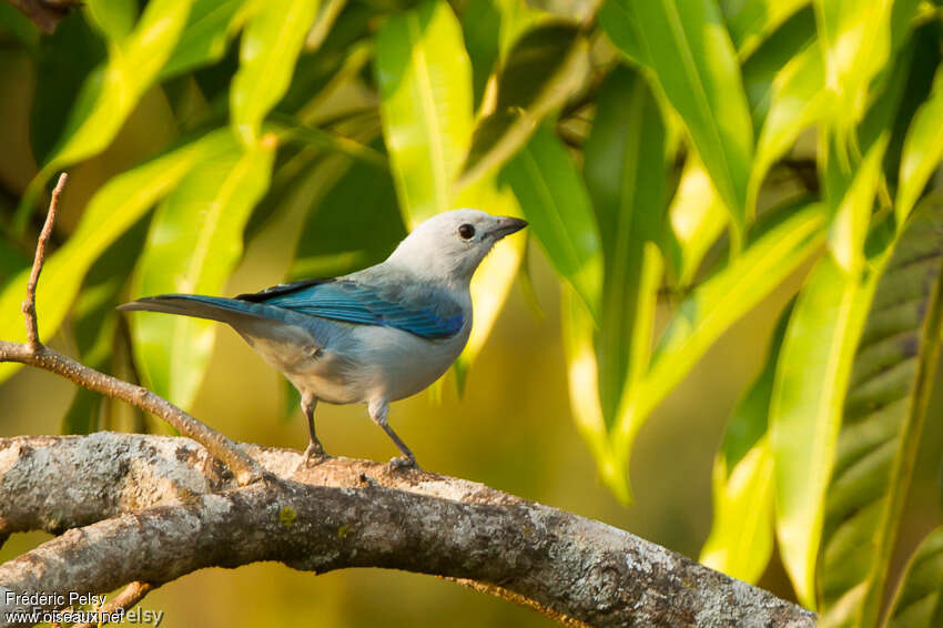 Blue-grey Tanageradult