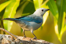 Blue-grey Tanager