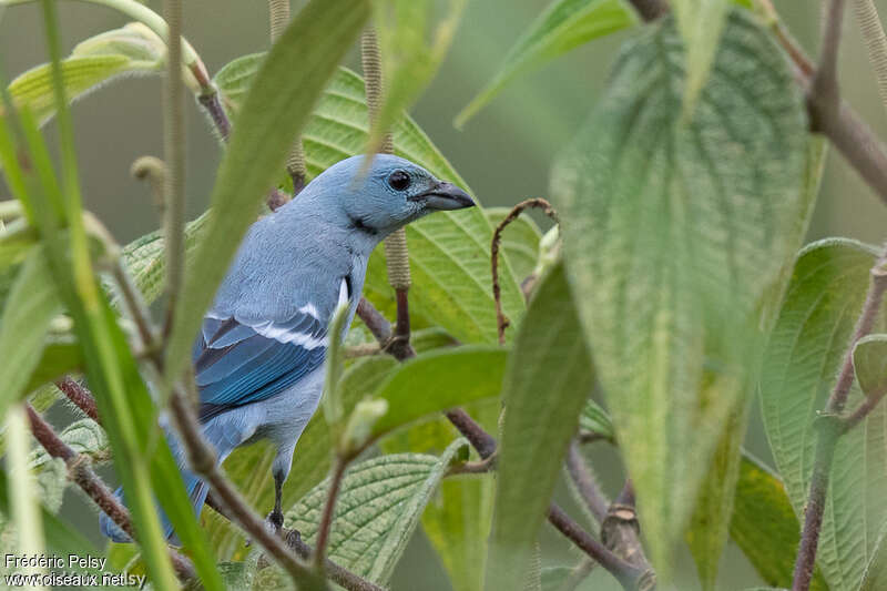 Blue-grey Tanager, habitat, pigmentation