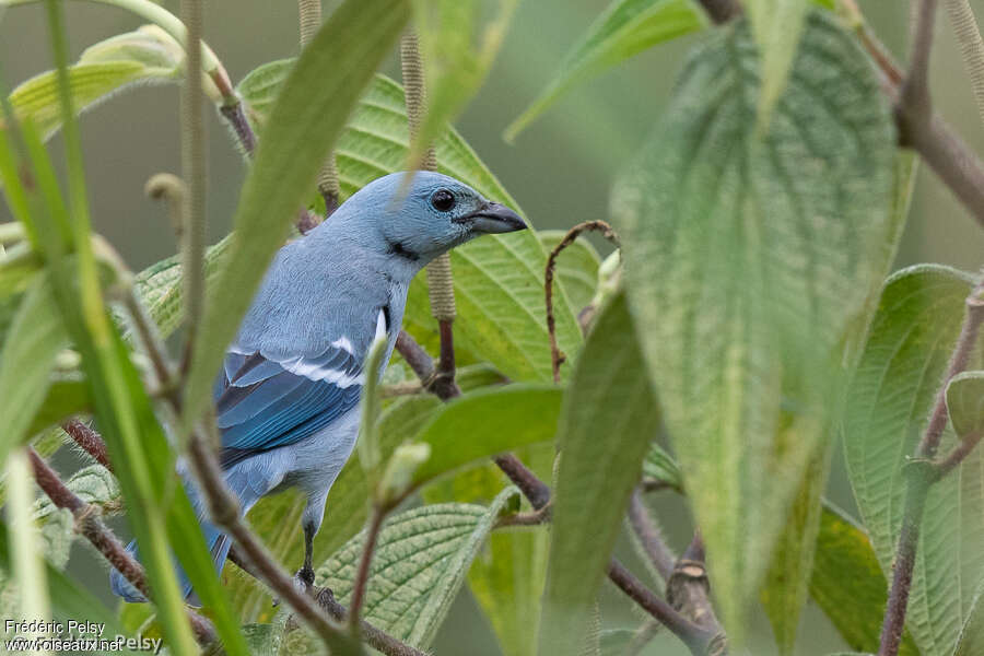 Tangara évêque, habitat, pigmentation