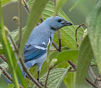 Blue-grey Tanager