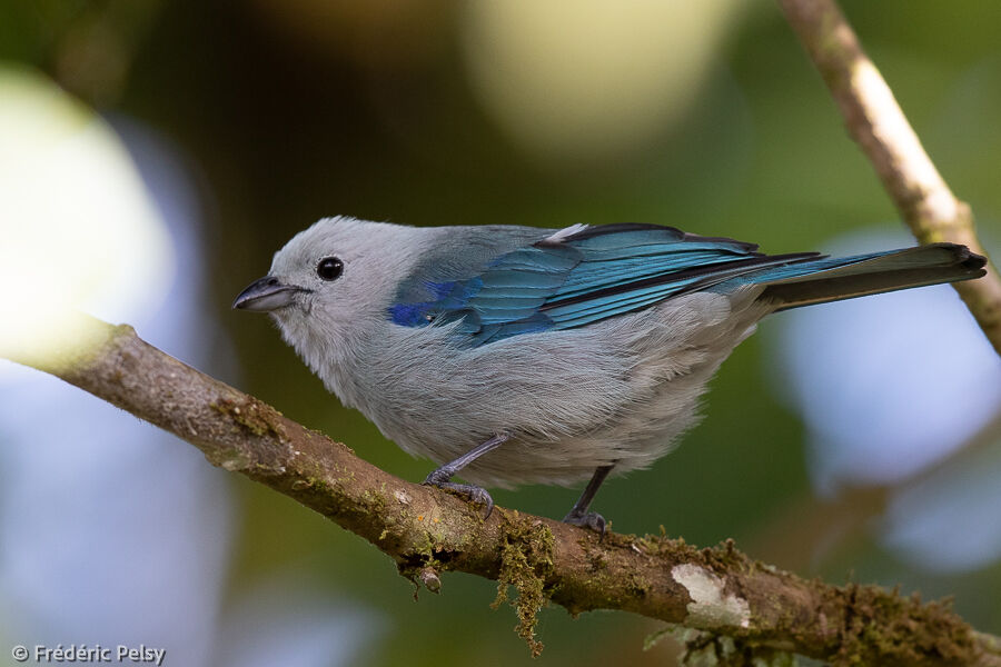 Blue-grey Tanager