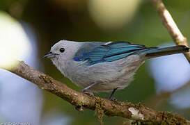 Blue-grey Tanager