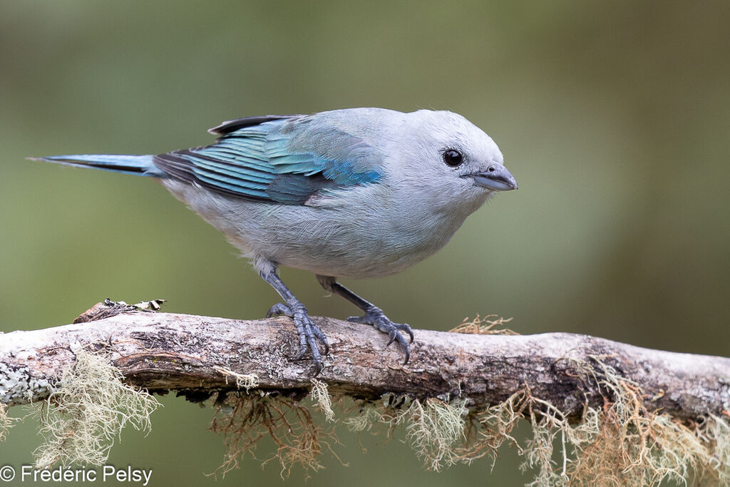 Blue-grey Tanager