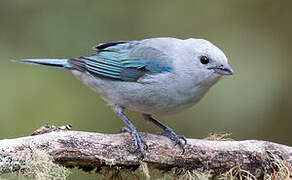 Blue-grey Tanager