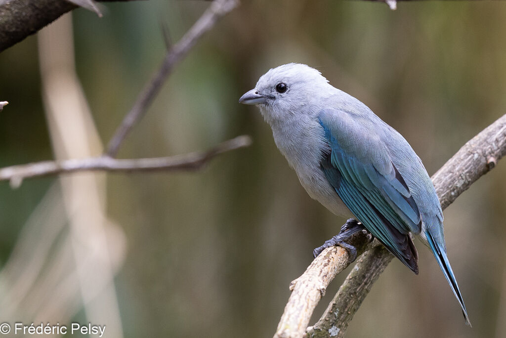 Blue-grey Tanager