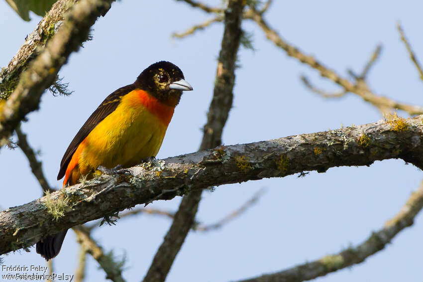 Flame-rumped Tanager female adult, close-up portrait, pigmentation