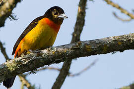 Flame-rumped Tanager