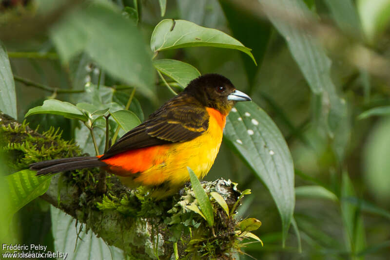 Flame-rumped Tanager female adult, identification