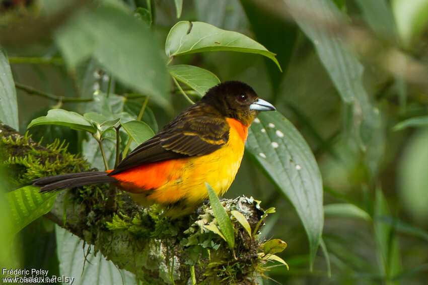 Flame-rumped Tanager female adult, identification