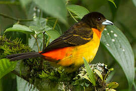 Flame-rumped Tanager