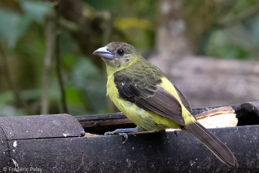 Flame-rumped Tanager