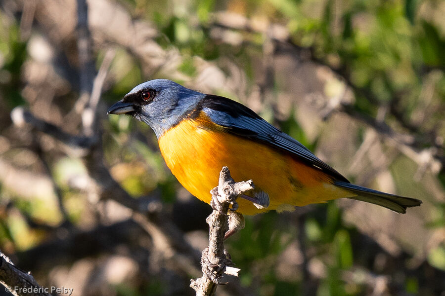 Blue-and-yellow Tanager male