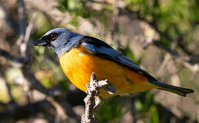 Blue-and-yellow Tanager