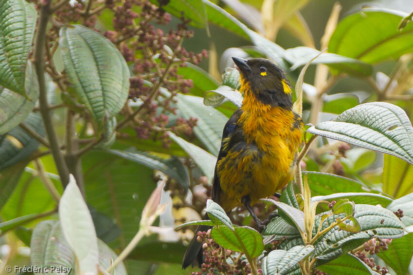 Tangara larmoyantadulte