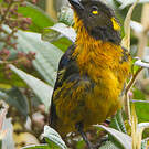 Tangara larmoyant