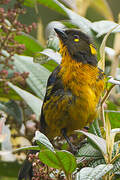 Lacrimose Mountain Tanager