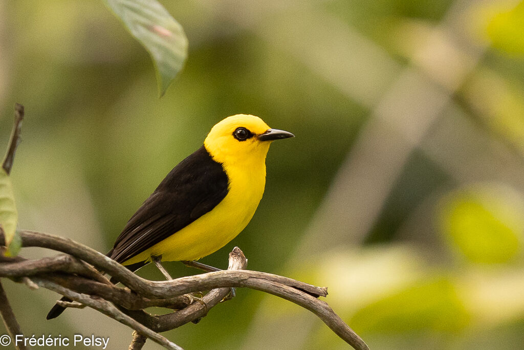 Black-and-yellow Tanager male