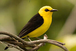 Black-and-yellow Tanager