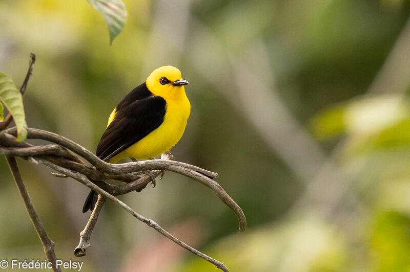 Black-and-yellow Tanager male