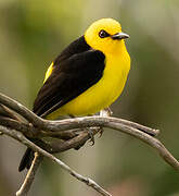 Black-and-yellow Tanager