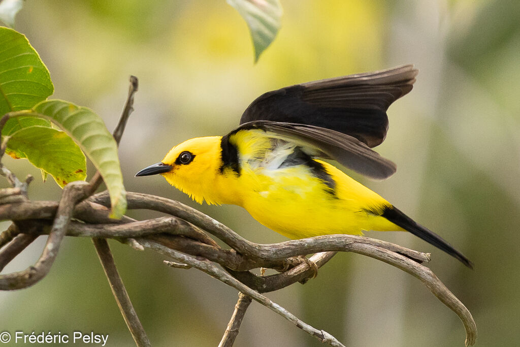 Black-and-yellow Tanager male