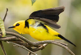 Black-and-yellow Tanager