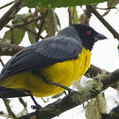 Tangara montagnard
