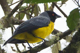 Hooded Mountain Tanager