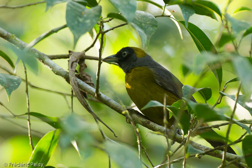 Dusky-faced Tanageradult