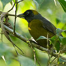 Tangara obscur