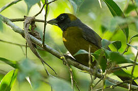 Dusky-faced Tanager