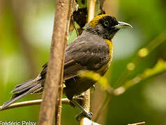 Dusky-faced Tanager