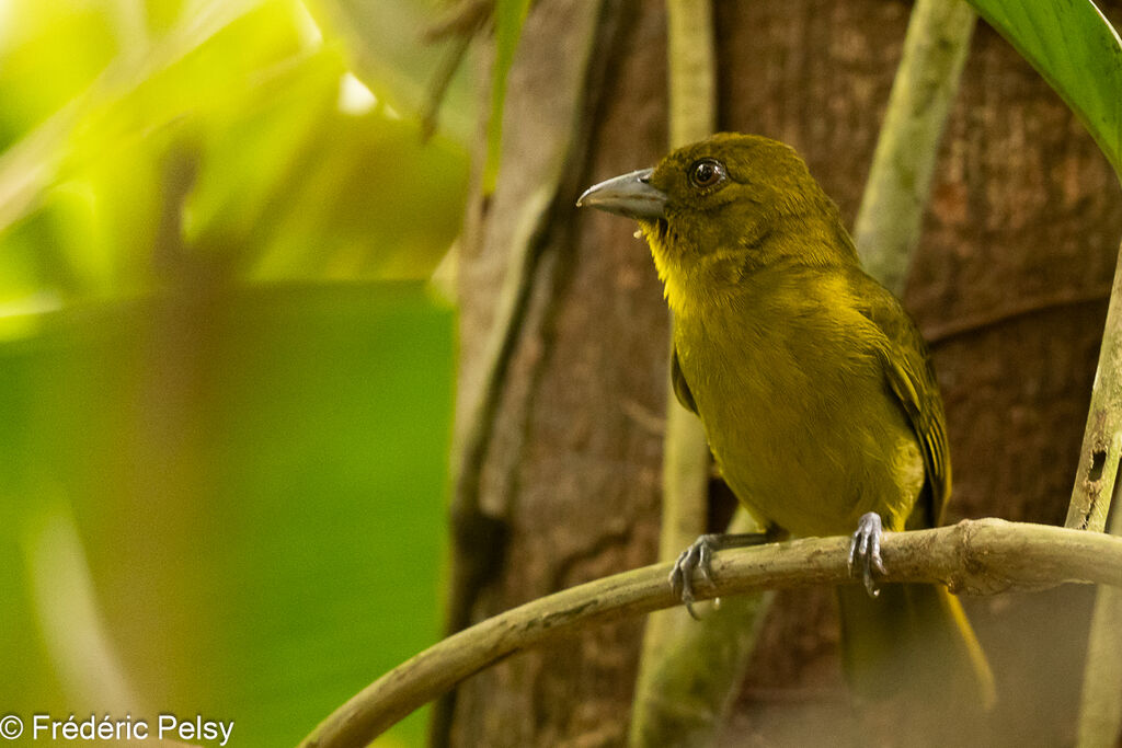 Carmiol's Tanager