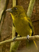 Carmiol's Tanager