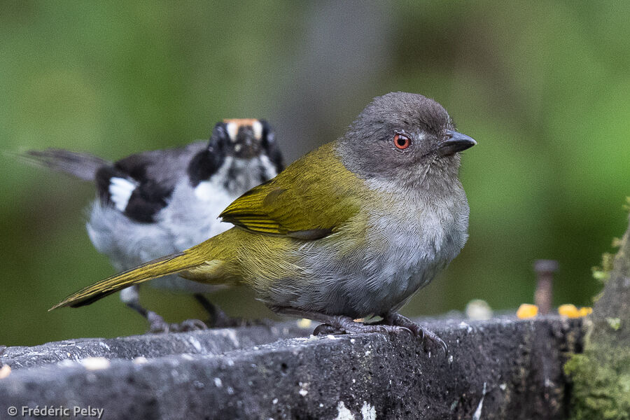 Dusky Bush Tanager