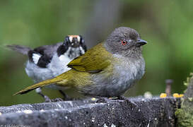 Dusky Bush Tanager