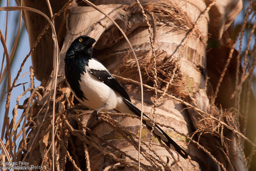 Tangara pillurionadulte, identification