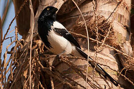 Magpie Tanager