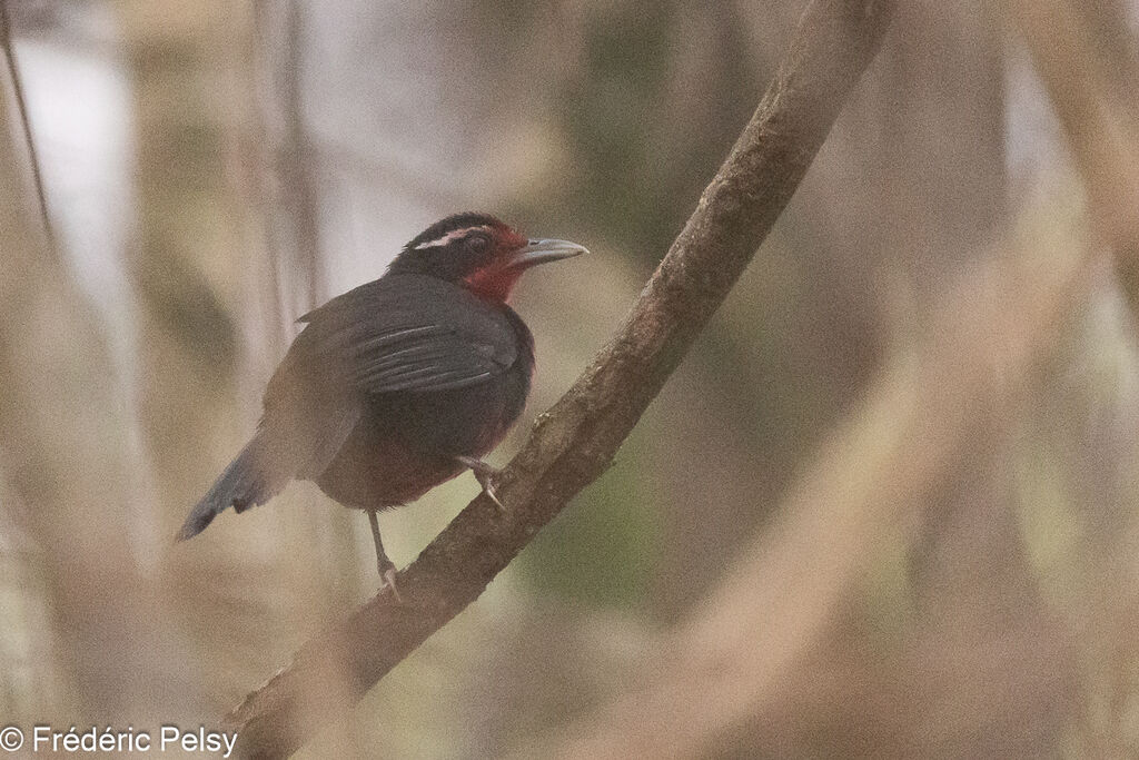 Rosy Thrush-tanager