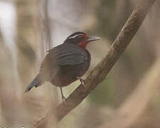 Rosy Thrush-tanager