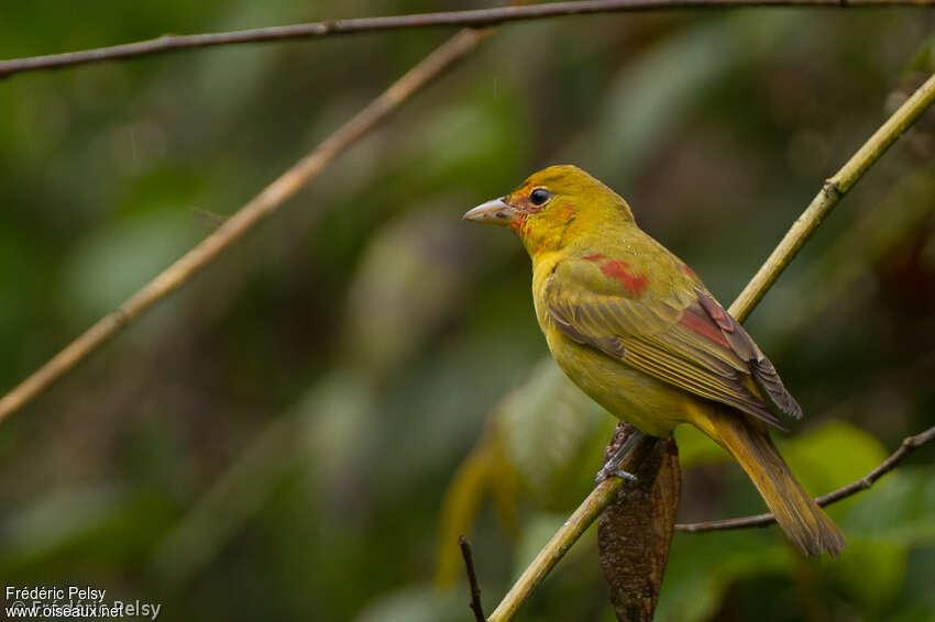 Summer Tanager male Second year, identification