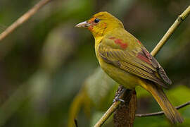 Summer Tanager