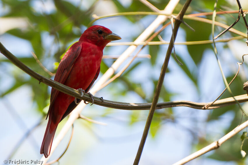 Summer Tanager male adult