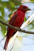 Summer Tanager